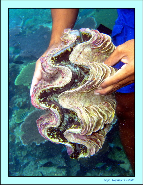 2005 - 08 - Redang  - 209.JPG